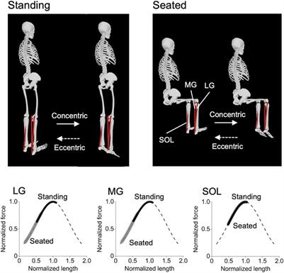 Triceps surae muscle hypertrophy is greater after standing versus seated calf-raise training